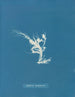 Conferva rouillé - Anna Atkins — artwork view