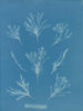 Coralline alargado - Anna Atkins — vista de la obra