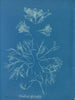 Corallina officinalis - Anna Atkins — vista de la obra