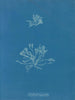 Escalas corallinas - Anna Atkins — vista de la obra
