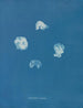 Corynephora marina - Anna Atkins — vista de la obra