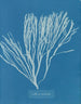 Couverts multifida - Anna Atkins — vista de la obra