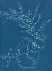 Cystoseira fibrosa - Anna Atkins — vista de la obra