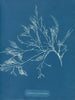 Cystoseira foeniculacea - Anna Atkins — vista de la obra