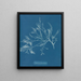Cystoseira foeniculacea - Anna Atkins — cuadro enmarcado en la pared