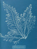 Cystoseira granulata - Anna Atkins — vista de la obra