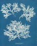 Delesseria ailée - Anna Atkins — vista de la obra