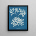 Delesseria ailée - Anna Atkins — cuadro enmarcado en la pared