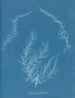 Delesseria hypoglossum - Anna Atkins — vista de la obra