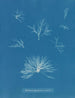 Delesseria hypoglossum en los frutos - Anna Atkins — vista de la obra