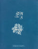 de Delesseria ruscifolia - Anna Atkins — vista de la obra