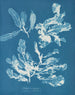 Delesseria sanguinea - Anna Atkins — artwork view