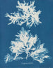 desnudo sinuoso - Anna Atkins — vista de la obra