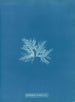 Delesseria sinuosa var. - Anna Atkins — vista de la obra