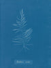 Dichloria viridis - Anna Atkins — vista de la obra