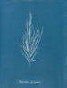 Dictyosiphon foeniculacea - Anna Atkins — vista de la obra
