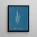 Dictyosiphon foeniculacea - Anna Atkins — cuadro enmarcado en la pared