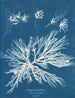 Dictyota dichotoma in its juvenile and fruiting state - Anna Atkins — artwork view