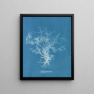 Anna Atkins - Dictyota dichotoma intricata.webp