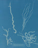 Dumontia filiformis - Anna Atkins — artwork view