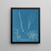 Dumontia filiformis - Anna Atkins — framed artwork on a wall