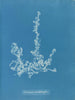 Ectocarpus landsburghii - Anna Atkins — vista de la obra