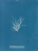 Ectocarpus granulosus - Anna Atkins — vista de la obra