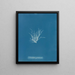 Ectocarpus granulosus - Anna Atkins — cuadro enmarcado en la pared