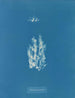 Ectocarpus punillus - Anna Atkins — vista de la obra