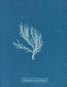 Ectocarpus siliculosus - Anna Atkins — vista de la obra