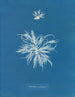 Ectocarpus tomentosus - Anna Atkins — vista de la obra