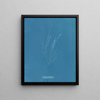 Anna Atkins - Elaionema villosum.webp