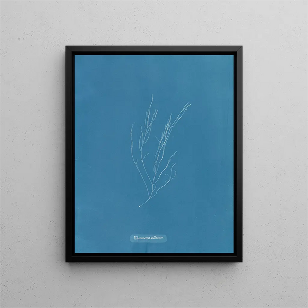 Anna Atkins - Elaionema villosum.webp