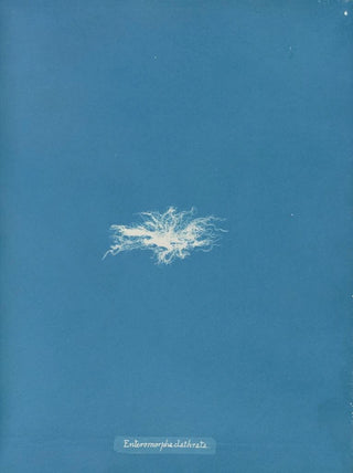 Anna Atkins - Enteromorpha clathrata.webp