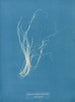 Enteromorpha compressa - Anna Atkins — vista de la obra