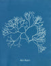 Fucus Machaii - Anna Atkins — vista de la obra