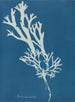 Fucus ceranoïdes - Anna Atkins — vista de la obra