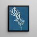 Fucus ceranoïdes - Anna Atkins — cuadro enmarcado en la pared