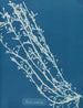Fucus nodosus - Anna Atkins — vista de la obra