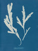 Lame de scie - Anna Atkins — vista de la obra