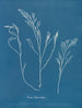 Bourdon tuberculeux - Anna Atkins — vista de la obra