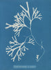 Fucus vesiculosus var. linéaire - Anna Atkins — vista de la obra