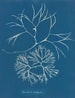 Furcellaria fastigiata - Anna Atkins — vista de la obra