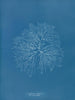 Gelideum corneum penné var. - Anna Atkins — vista de la obra