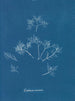 Cornelian Iceberg Painting - Anna Atkins — artwork view