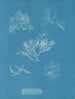 Gelidium corneum var. - Anna Atkins — vista de la obra