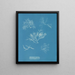 Gelidium corneum var. - Anna Atkins — cuadro enmarcado en la pared