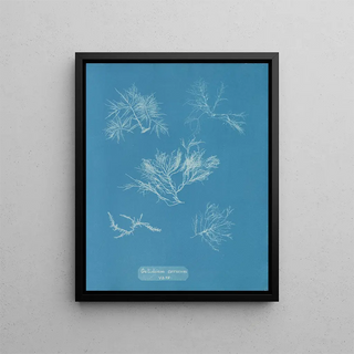 Anna Atkins - Gelidium corneum vars.webp
