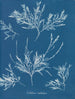 del escarcha en la nariz - Anna Atkins — vista de la obra