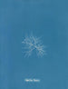 C'est à toi - Anna Atkins — vista de la obra